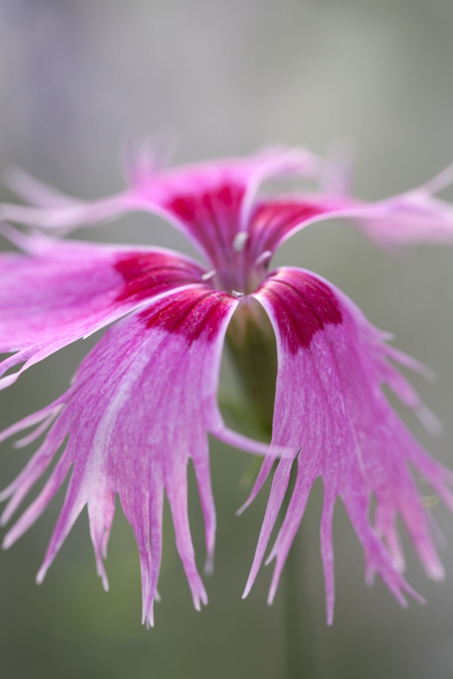 Гвоздика Лесная