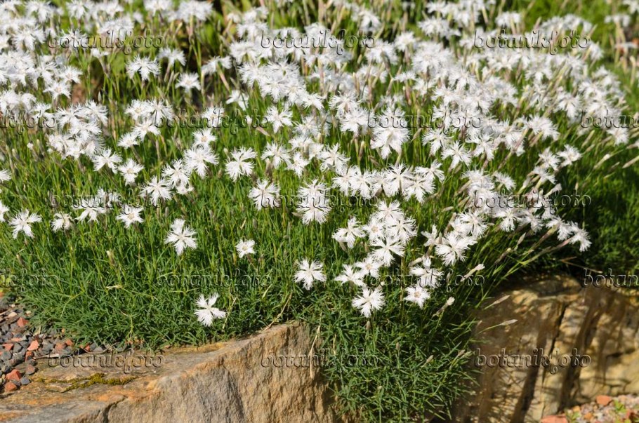 Dianthus monspessulanus