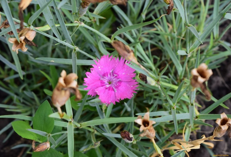 Гвоздика иглолистная