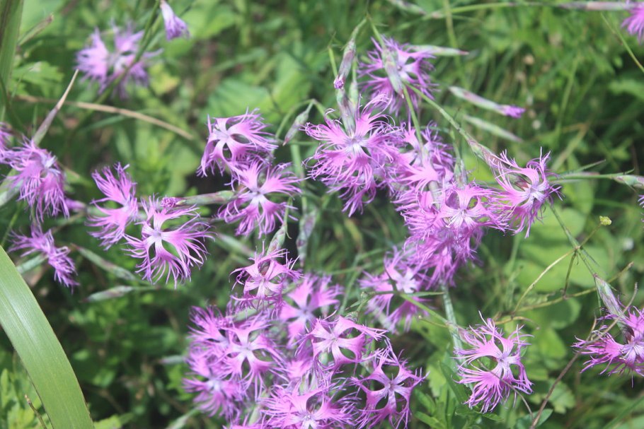 Гвоздика Уральская