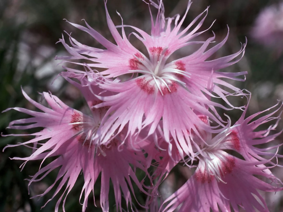 Гвоздика пышная Dianthus Superbus l.