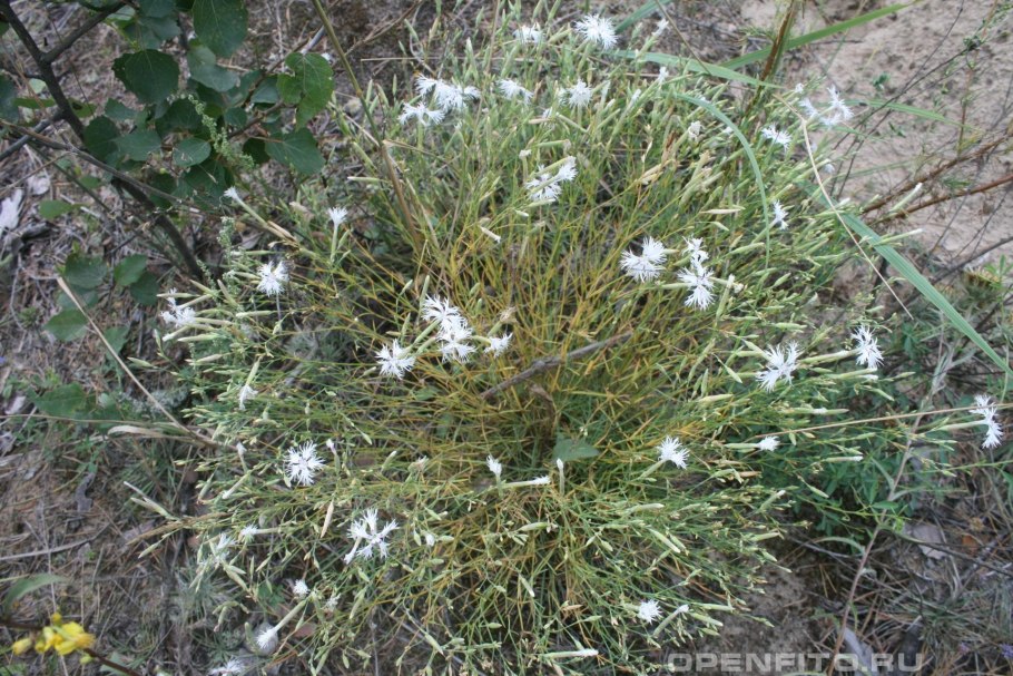 Гвоздика иглолистная