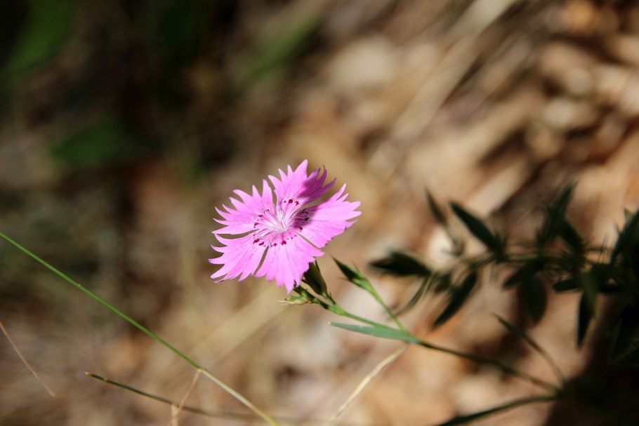 Гвоздика Песчаная / Dianthus arenarius f. nanus "little Maiden" / (р9)