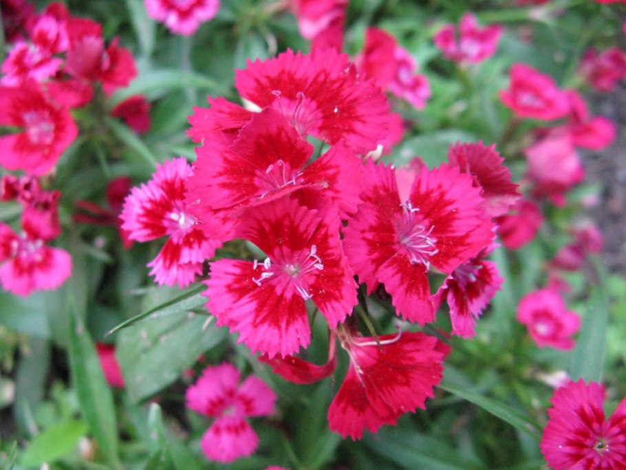 Гвоздика бородатая - dianthus barbatus