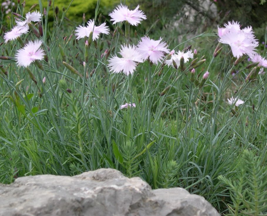 Гвоздика пышная многолетняя