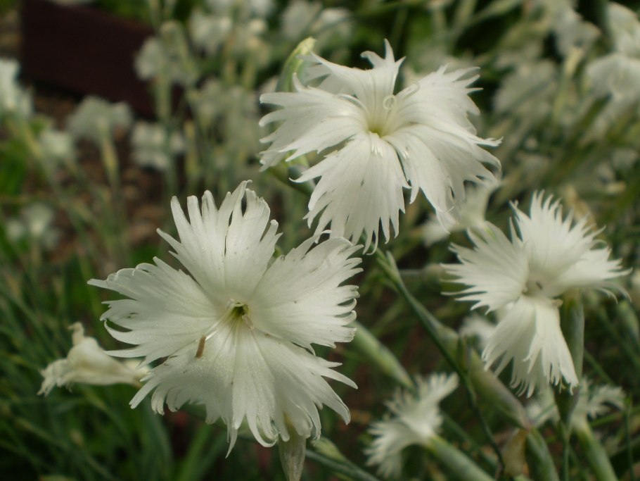 Dianthus arenarius l.