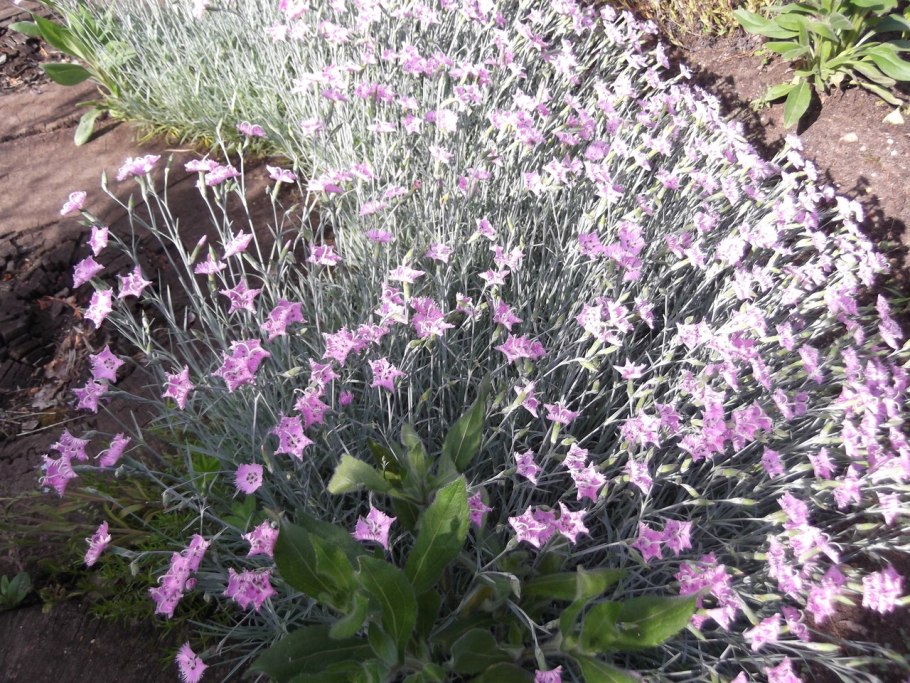 Гвоздика Песчаная перистая