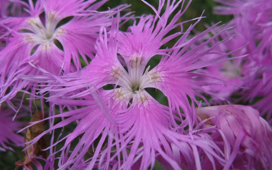 Гвоздика пышная dianthus superbus l.
