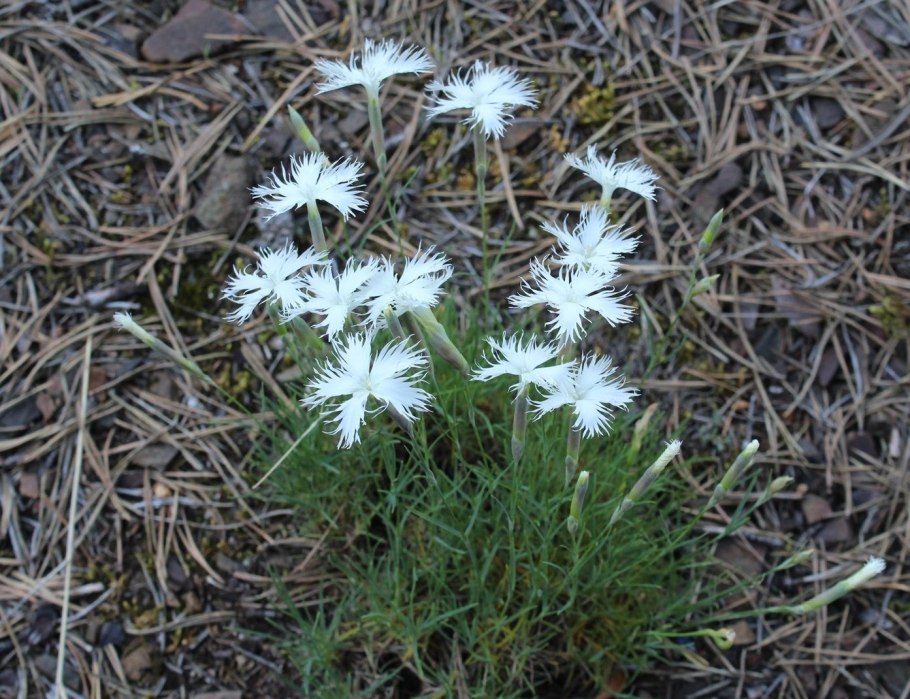 Гвоздика пышная Dianthus Superbus l.