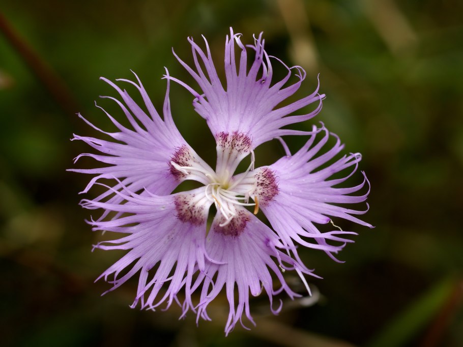 Dianthus uzbekistanicus