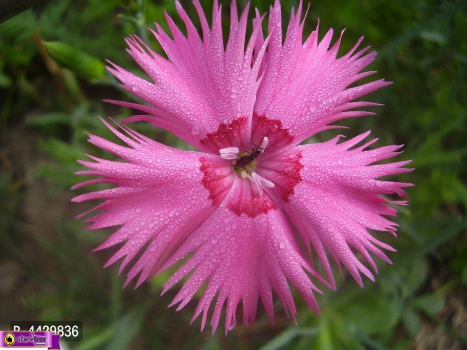 Гвоздика Песчаная перистая