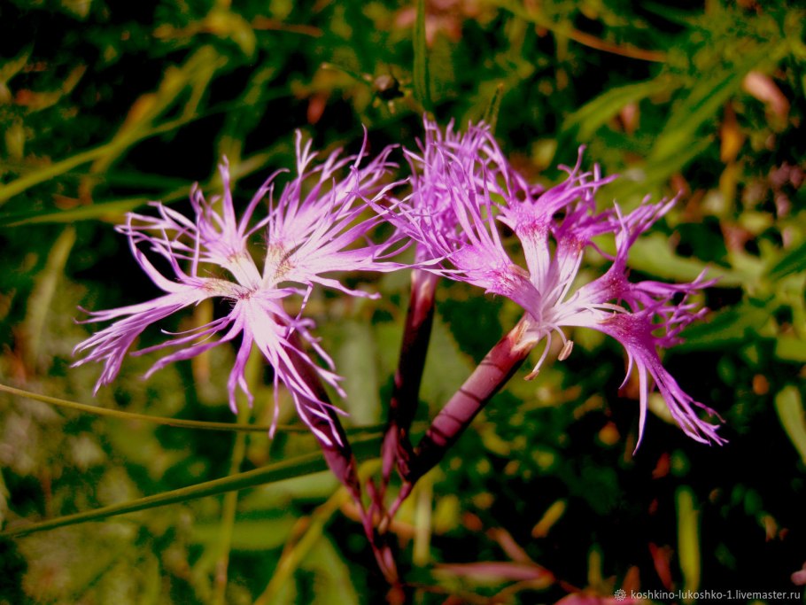 Гвоздика Песчаная перистая
