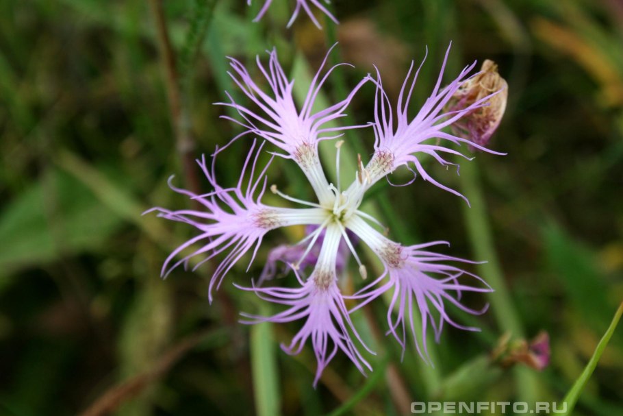 Гвоздика перистая Манот