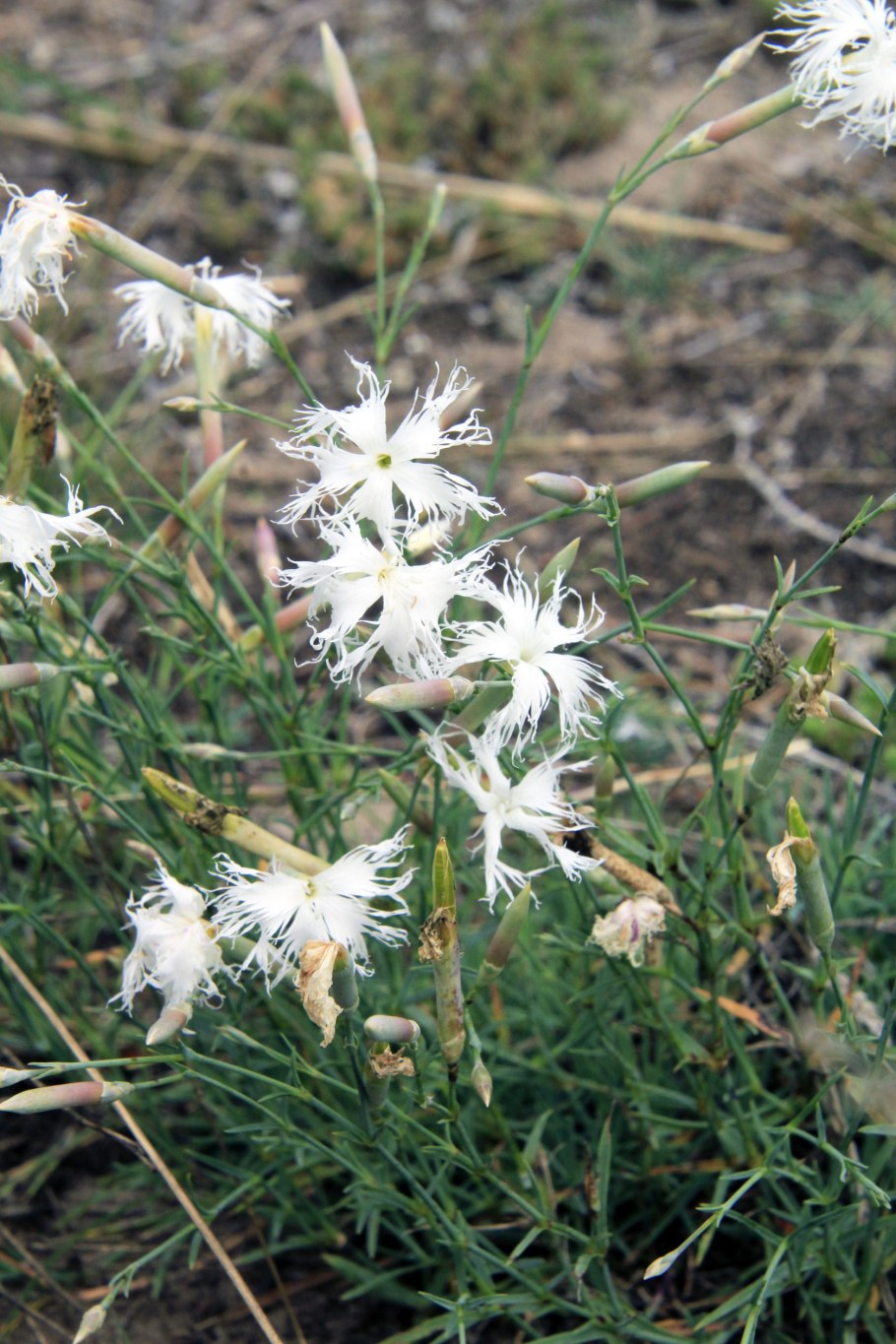 Диантус Супербус