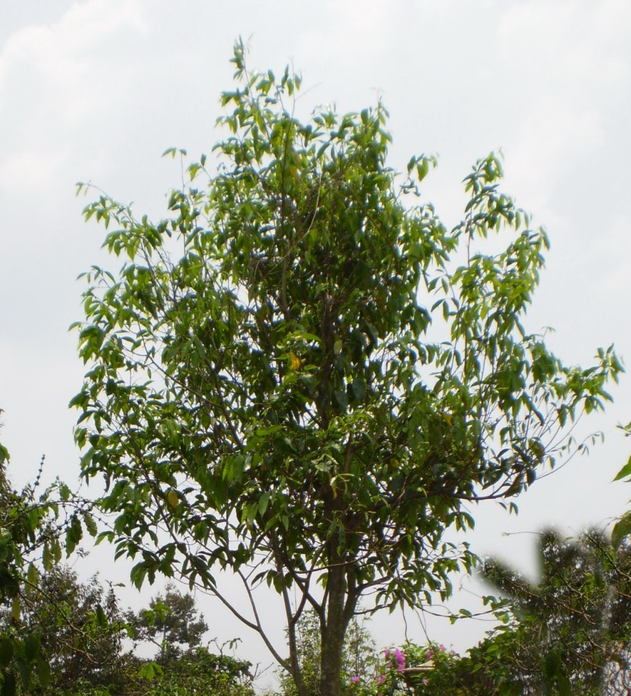 Aquilaria agallocha