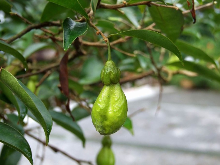 Aquilaria sinensis