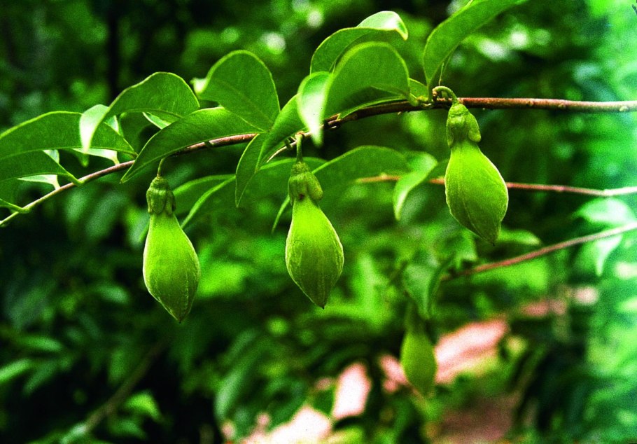 Aquilaria agallocha