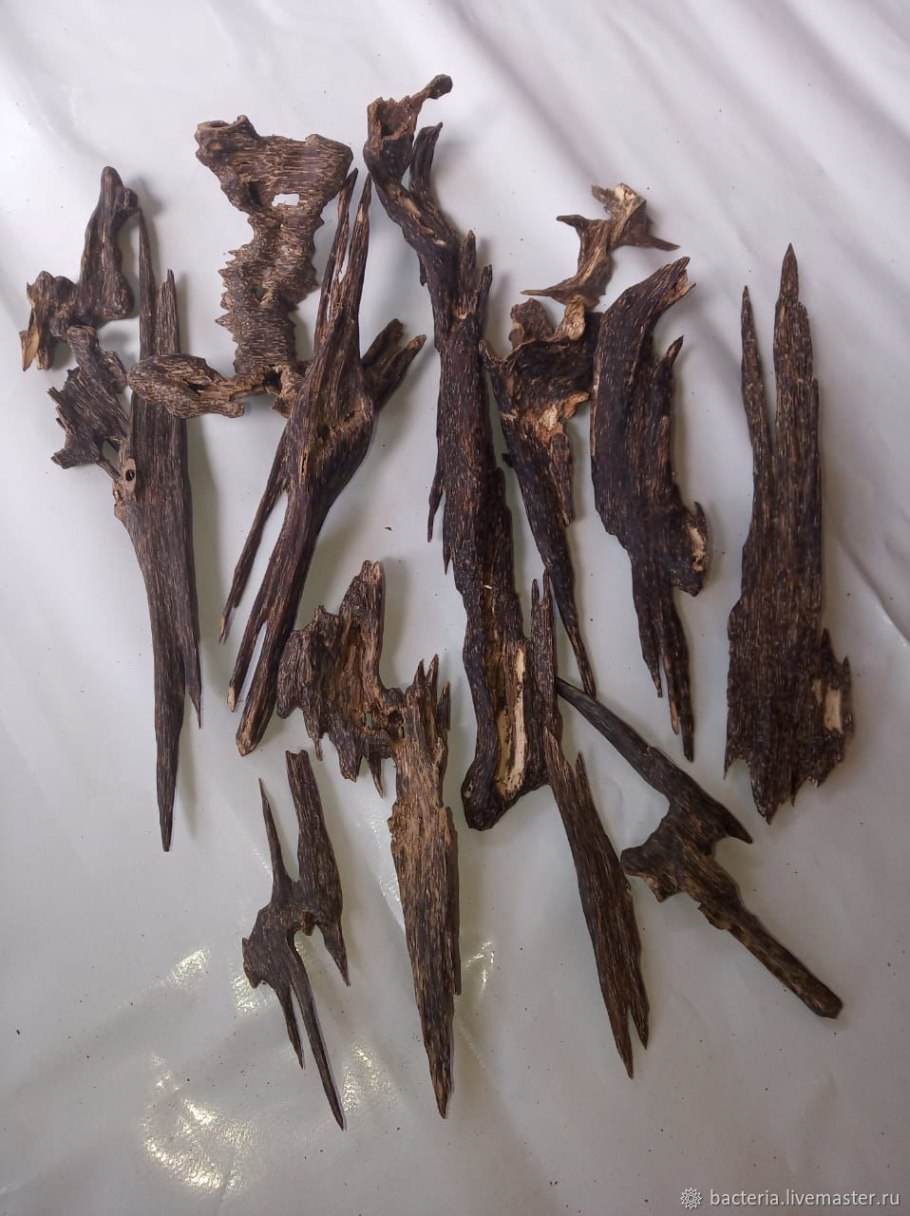 Aquilaria malaccensis