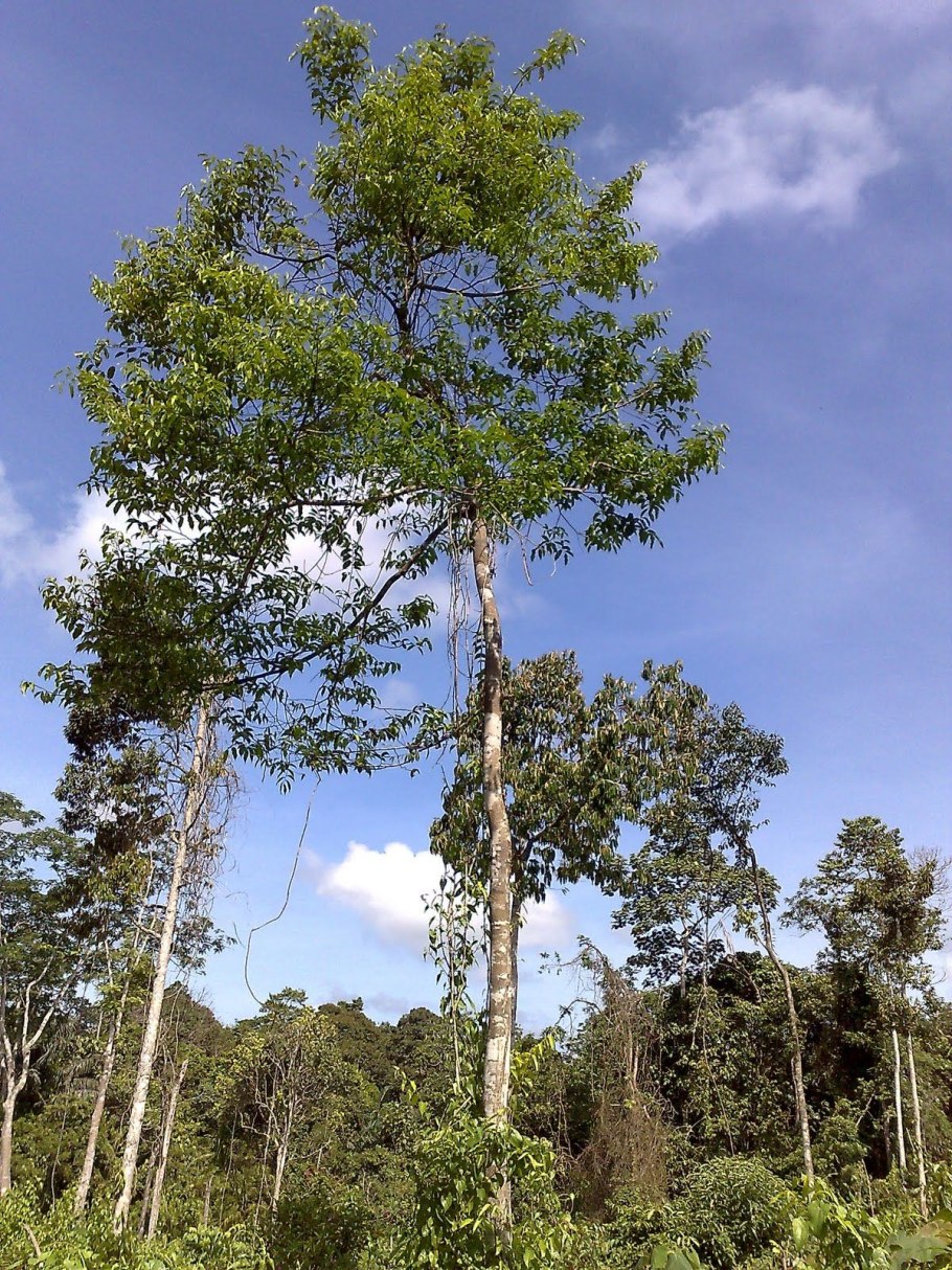 Aquilaria malaccensis