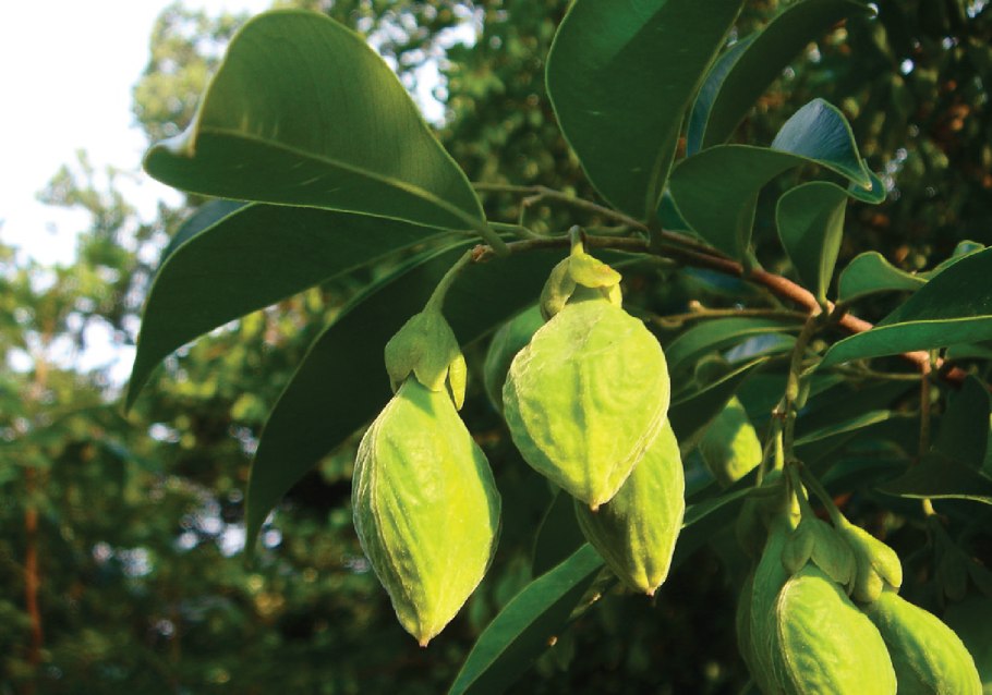 Aquilaria sinensis