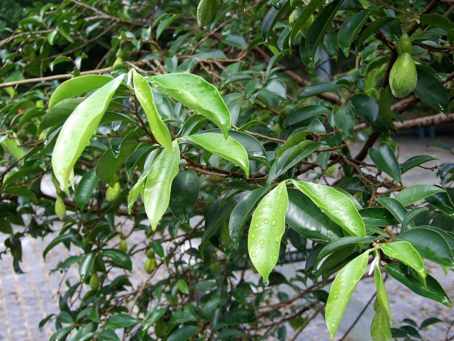 Aquilaria malaccensis