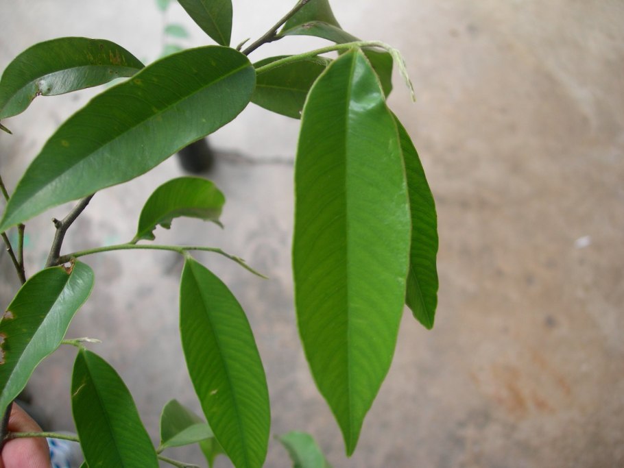Aquilaria sinensis