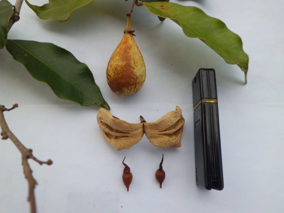 Aquilaria agallocha