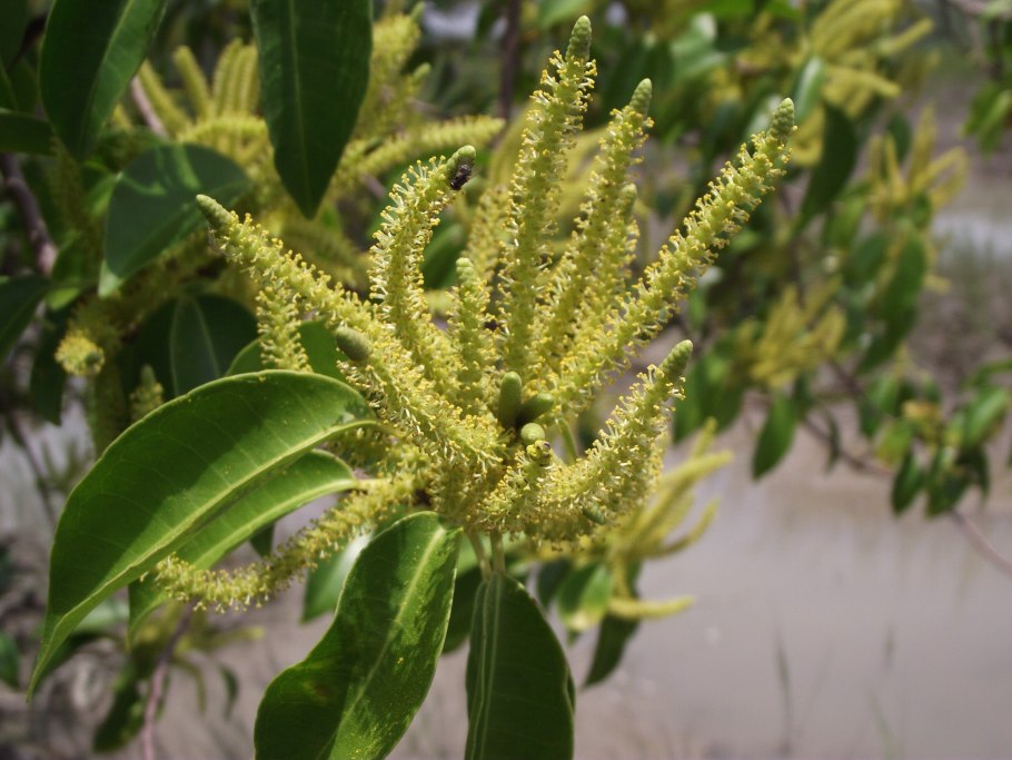 Aquilaria malaccensis