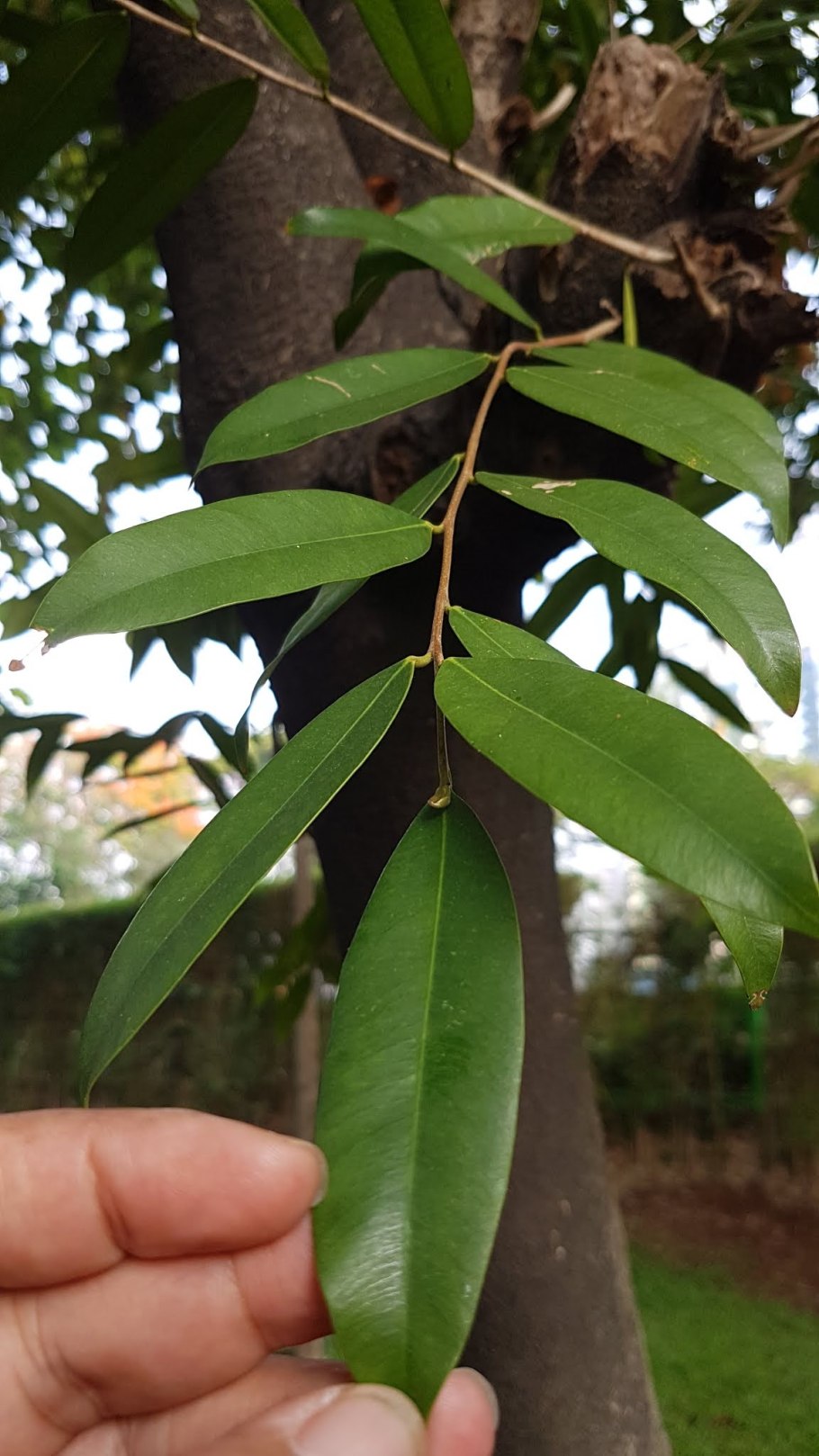 Aquilaria agallocha Roxburgh