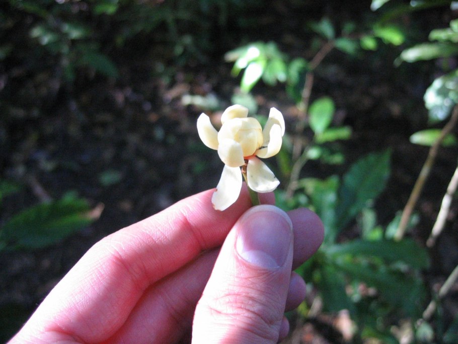 Жасмин simplicifolium subsp australiense medeopic variegated