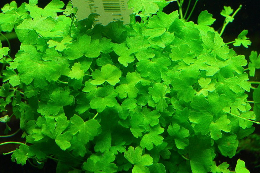 Иволистник обыкновенный