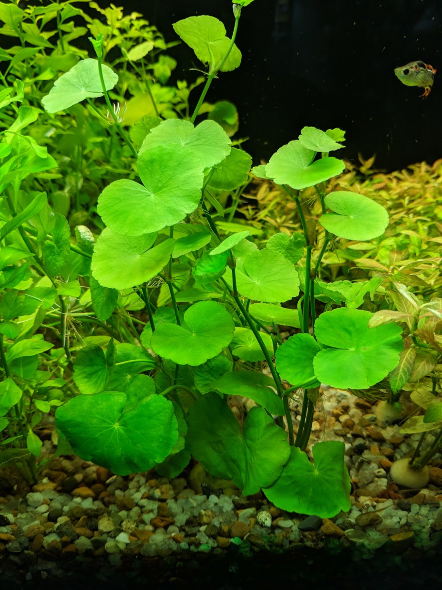 Гидрокотила трипартита