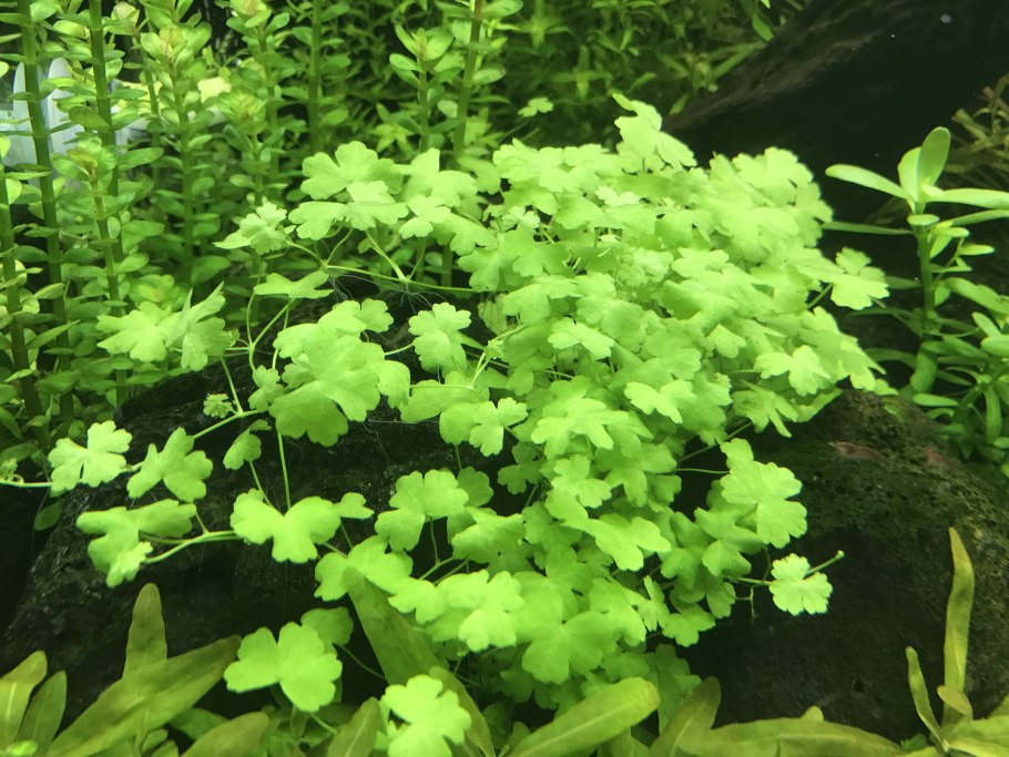 Щитолистник мутовчатый