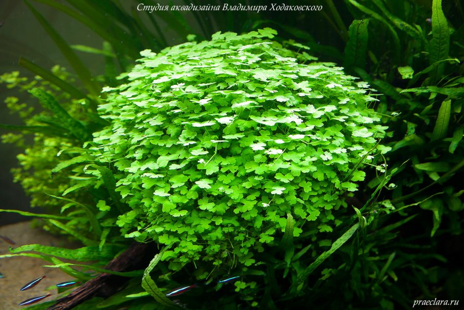 Гидрокотила белоголовая (Hydrocotyle leucocephala)