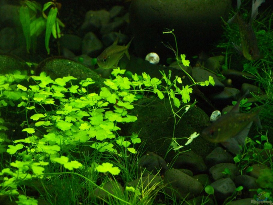 Гидрокотила трипартита аквариумное растение