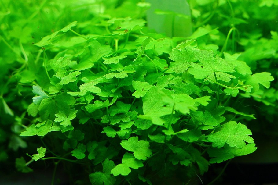 Гидрокотила белоголовая