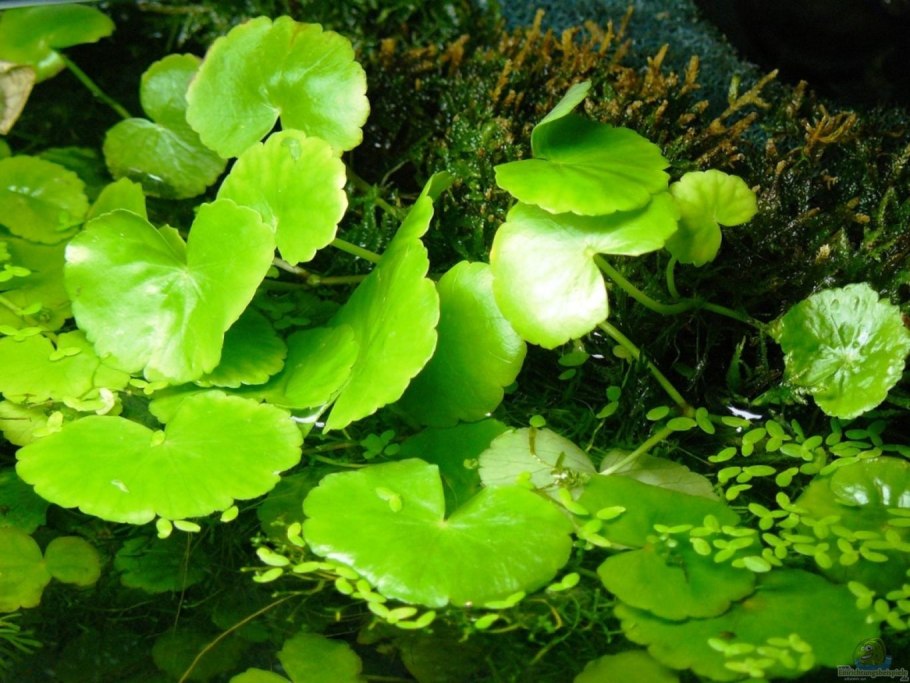 Гидрокотила трипартита