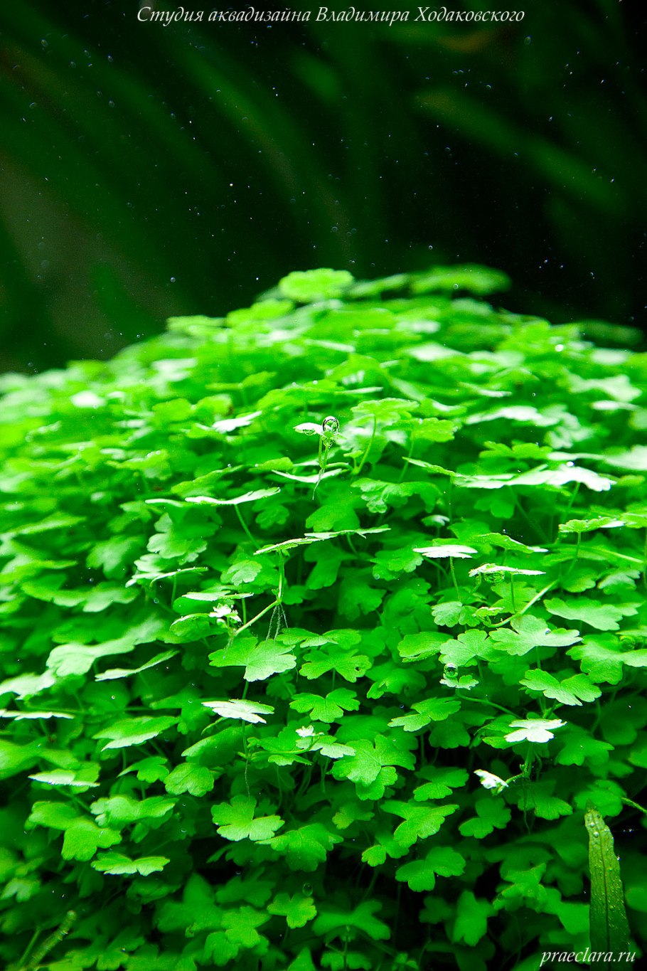 Щитолистник трипартита