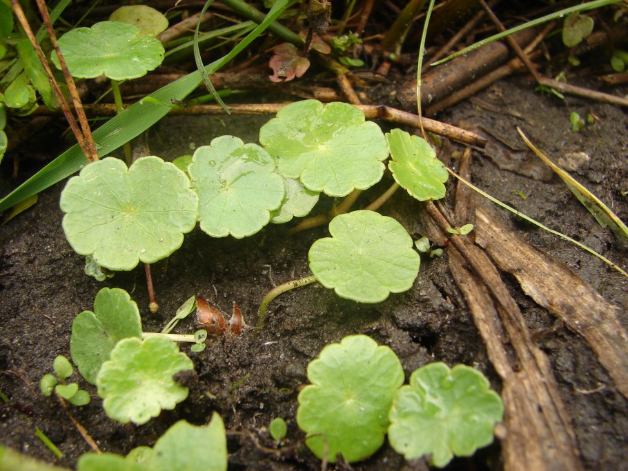 Гидрокотила вертициллата
