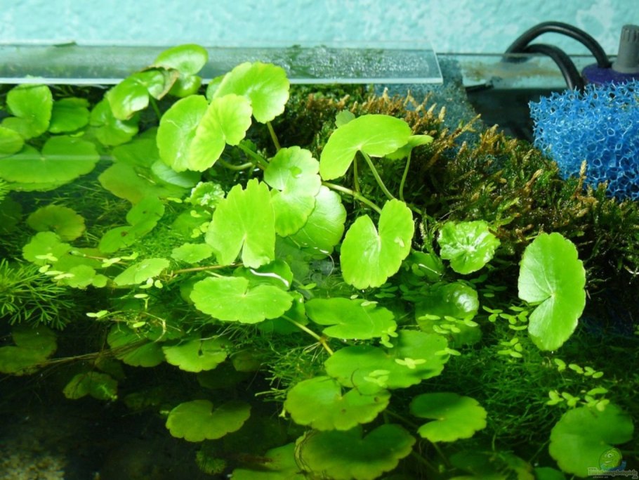 Гидрокотила трипартита