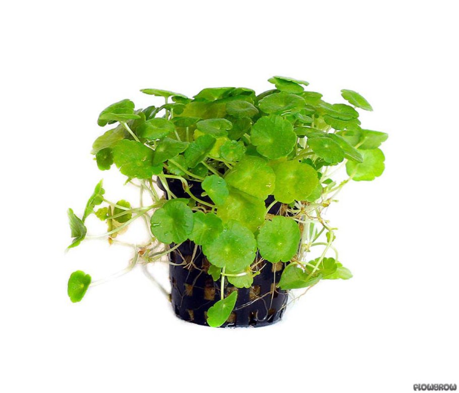 Гидрокотила трипартита