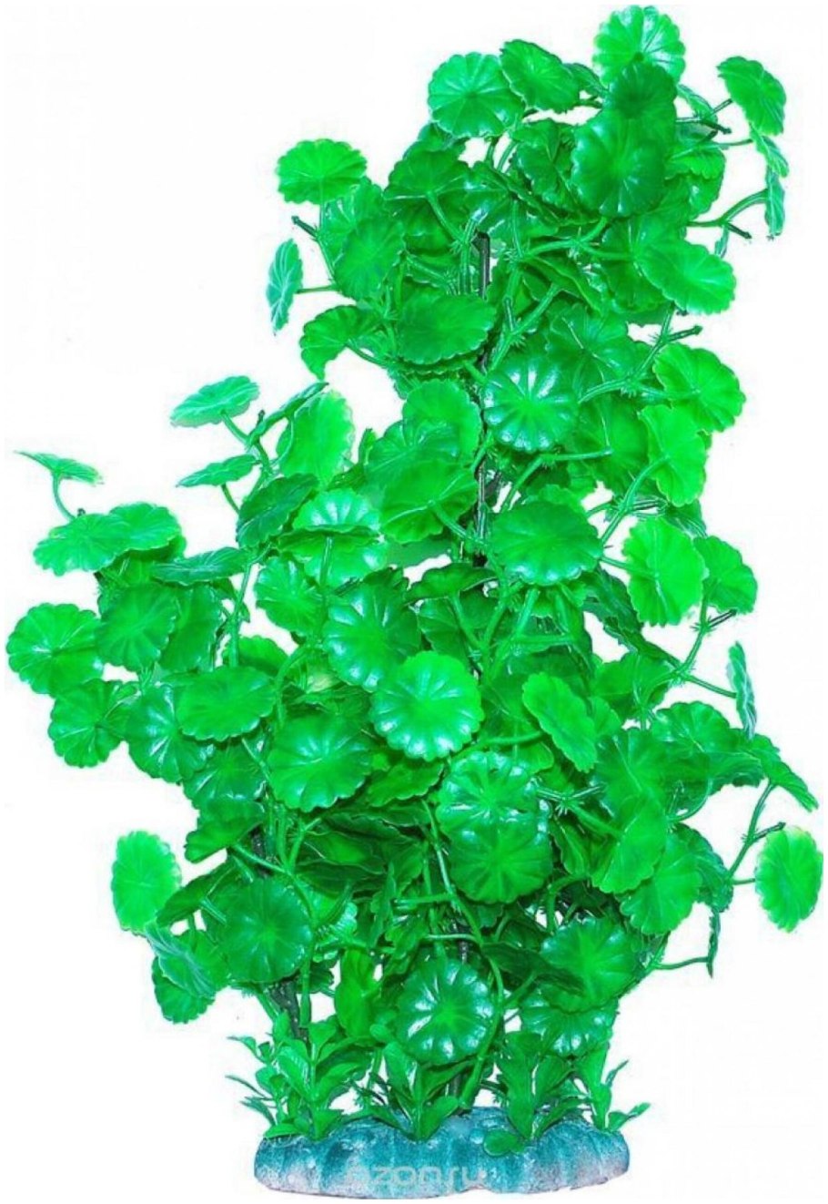 Аквариум растения Щитолистник