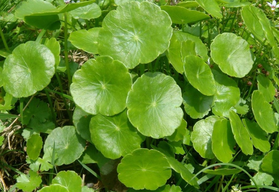 Растение Гидрокотила трипартита