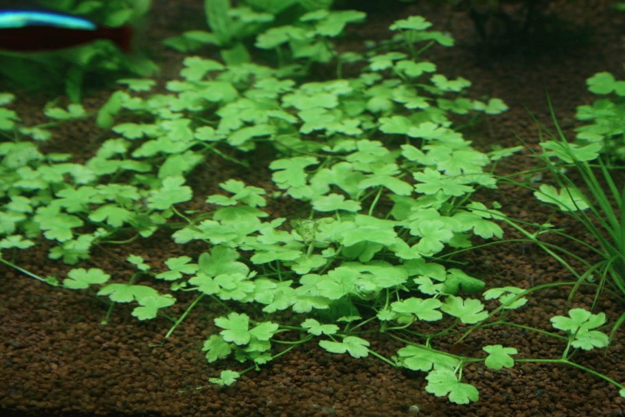 Щитолистник белоголовый (Hydrocotyle leucocephala)