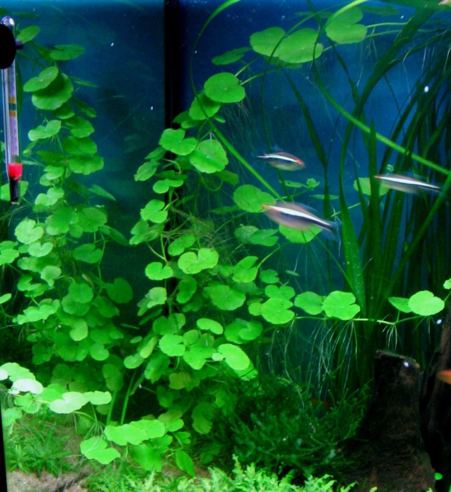 Гидрокотила трипартита