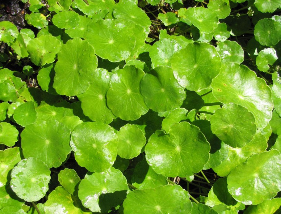 Щитолистник обыкновенный