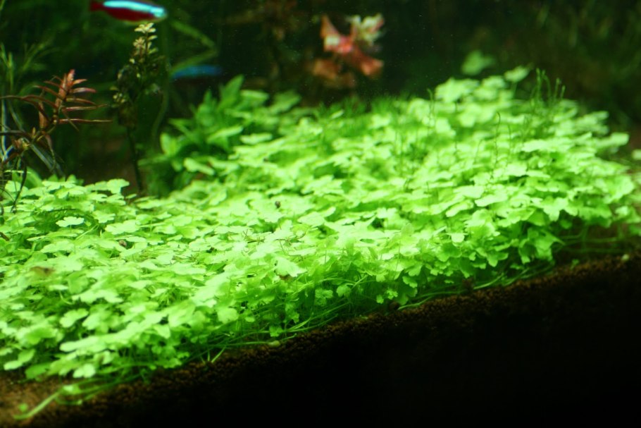 Растение уют Амбулия зеленая 10см 40037