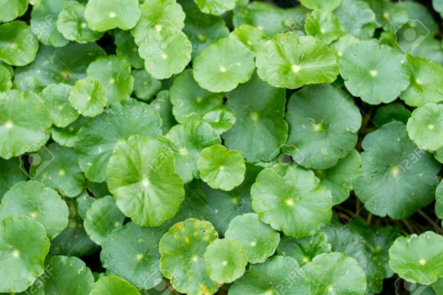Гидрокотила аквариумное растение