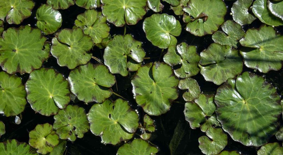 Щитолистник мутовчатый