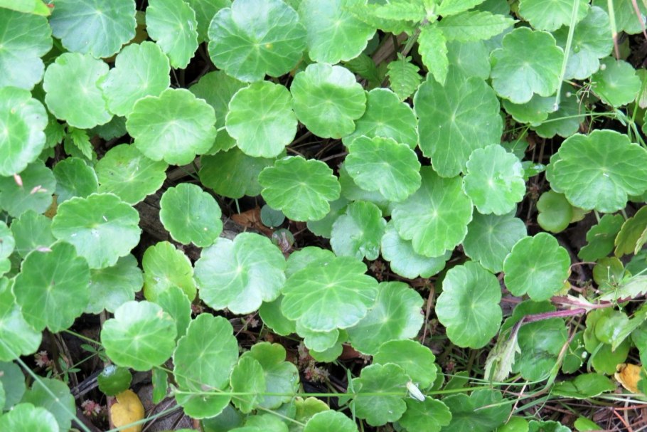 Гидрокотила белоголовая